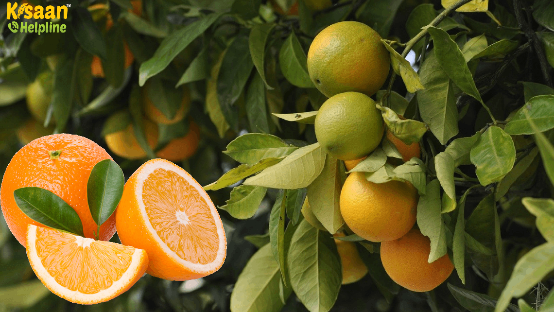 Sri Potti Sri Ramulu Nellore